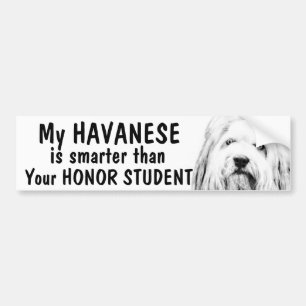 Havanees - slimmer dan eerling student - grappig bumpersticker