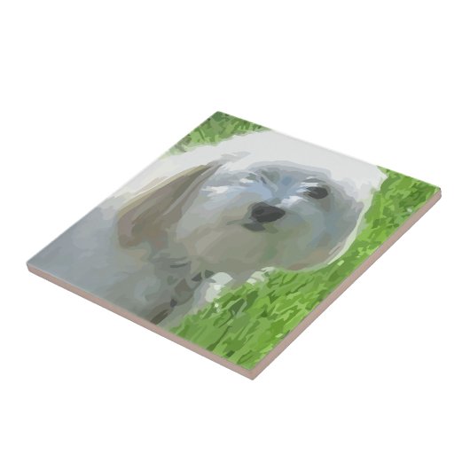 Havanees Tegeltje (Zijkant)