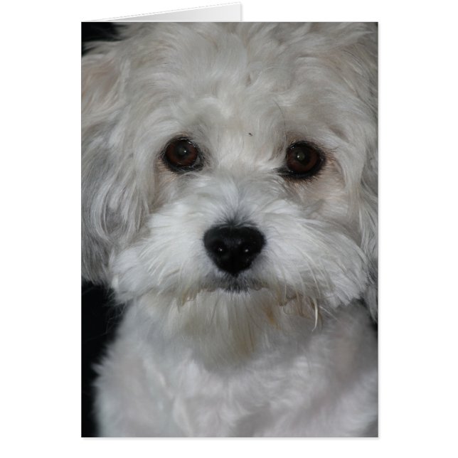 havanese-2.png (Voorkant)