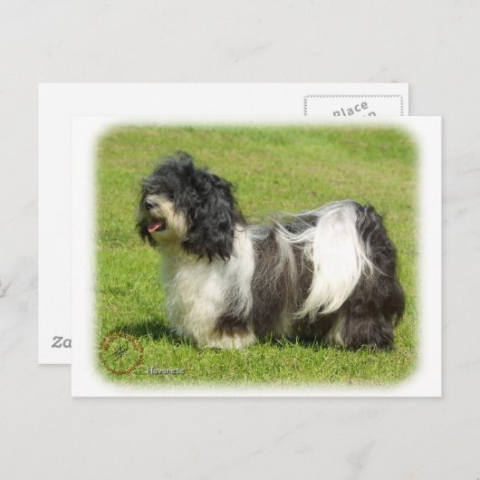 Havanese 8W098D-14 Briefkaart (Voorkant / Achterkant)