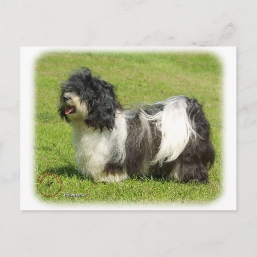 Havanese 8W098D-14 Briefkaart (Voorkant)