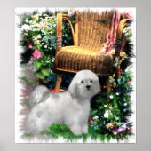Havanese Art Print (Voorkant)