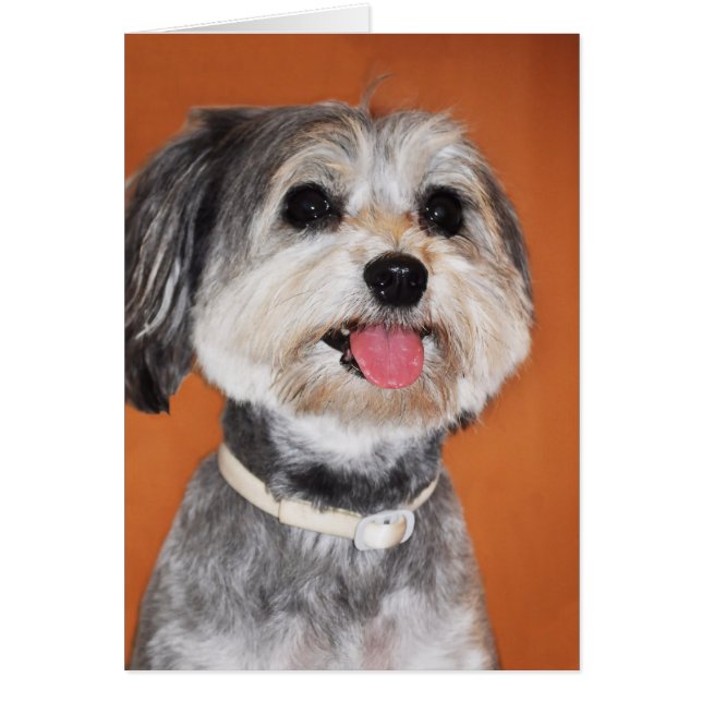 Havanese Dog Portrait (Voorkant)