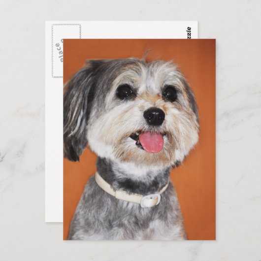 Havanese Dog Portrait Briefkaart (Voorkant / Achterkant)