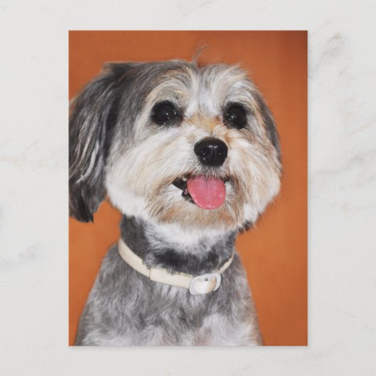 Havanese Dog Portrait Briefkaart (Voorkant)