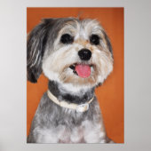 Havanese Dog Portrait Poster (Voorkant)