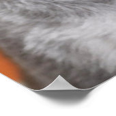 Havanese Dog Portrait Poster (Hoek)