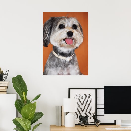 Havanese Dog Portrait Poster (Thuiskantoor)