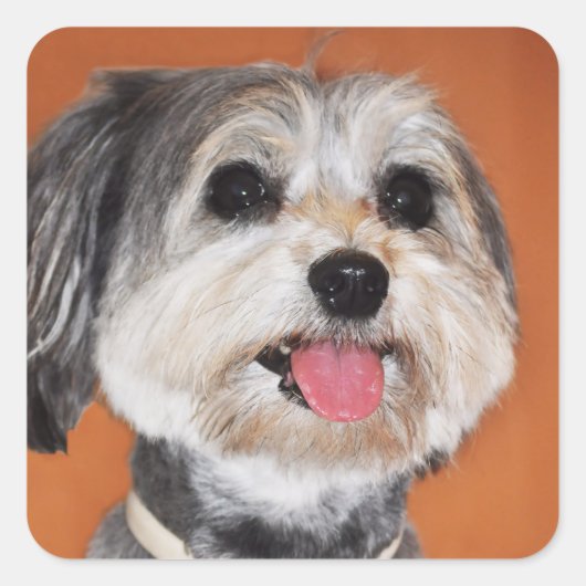 Havanese Dog Portrait Vierkante Sticker (Voorkant)