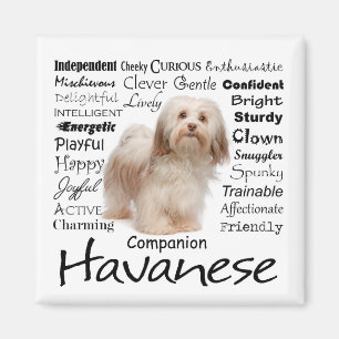 Havanese eigenschappen magneet