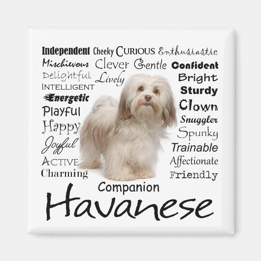 Havanese eigenschappen magneet (Voorkant)