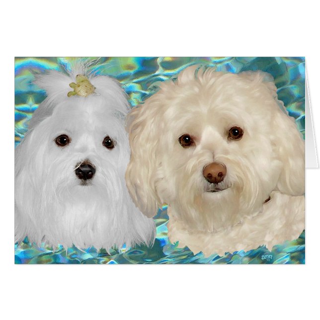 Havanese en Maltese op turquoise water (Voorkant Horizontaal)