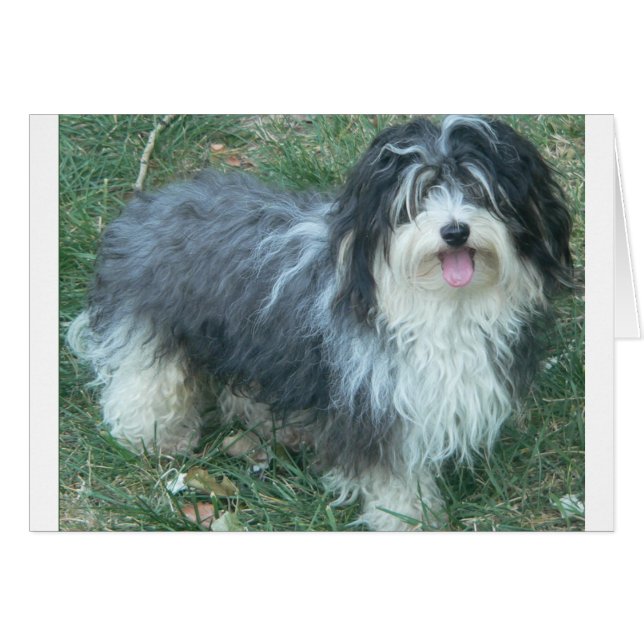 havanese full.png (Voorkant Horizontaal)