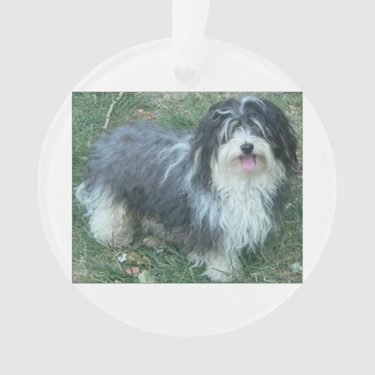 havanese full.png ornament (voorkant)