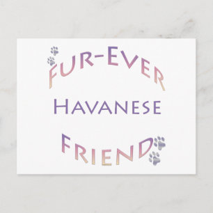 Havanese Furever Briefkaart
