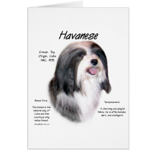 Havanese Geschiedenis Ontwerp