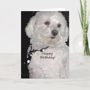 Havanese Happy Birthday Kaart