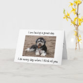 HAVANESE HEEFT EEN GROTE TWEEDE DAG VAN TWEE. KAART (Gele Bloem)