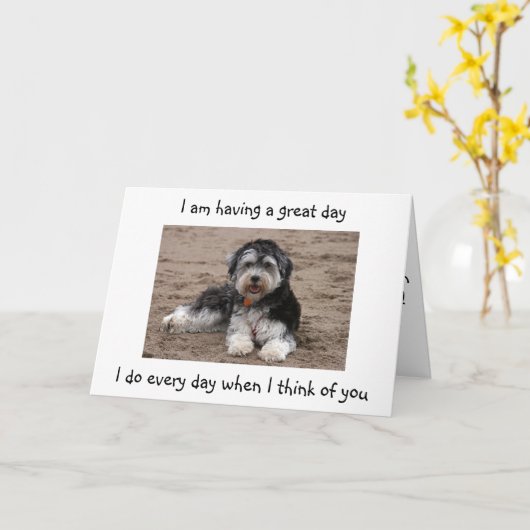 HAVANESE HEEFT EEN GROTE TWEEDE DAG VAN TWEE. KAART (Gele Bloem)