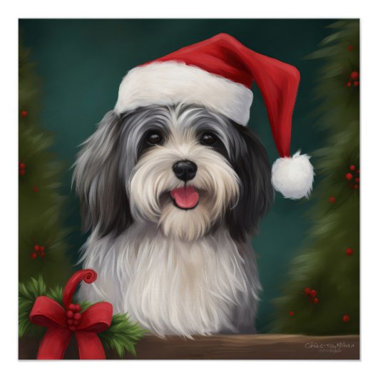 Havanese Hond in Sneeuw Kerstmis Perfect Poster (Voorkant)