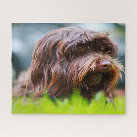 Havanese hond. legpuzzel (Horizontaal)