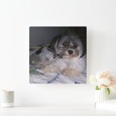 Havanese hond, vierkante wandklok (Huis)