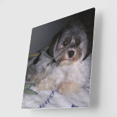 Havanese hond, vierkante wandklok (Hoek)