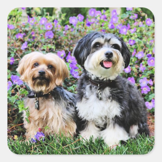 Havanese - Lola & Yorkie - Molly Vierkante Sticker (Voorkant)