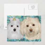 Havanese, Maltezer op Turkoois Water Briefkaart (Voorkant / Achterkant)