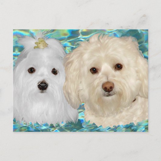Havanese, Maltezer op Turkoois Water Briefkaart (Voorkant)