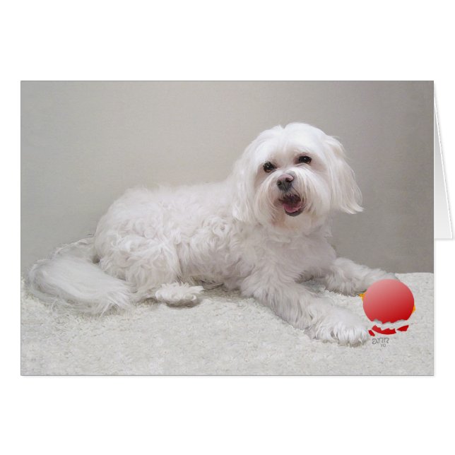 Havanese met Ornament (Voorkant Horizontaal)