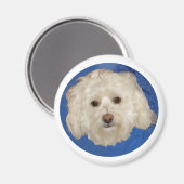 Havanese op blauw magneet (Voorkant / Achterkant)