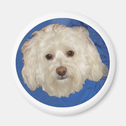 Havanese op blauw magneet (Voorkant)