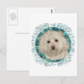 Havanese op turquoise water briefkaart (Voorkant / Achterkant)
