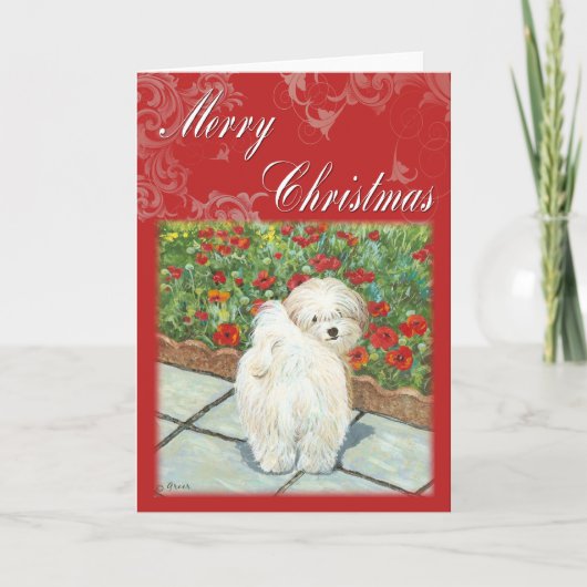 Havanese papaver kerstcadeaus en kaarten (Voorkant)