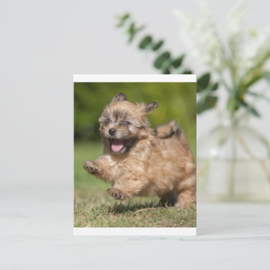 Havanese papavergalops over de gras briefkaart (Staand voorkant)