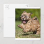 Havanese papavergalops over de gras briefkaart (Voorkant / Achterkant)