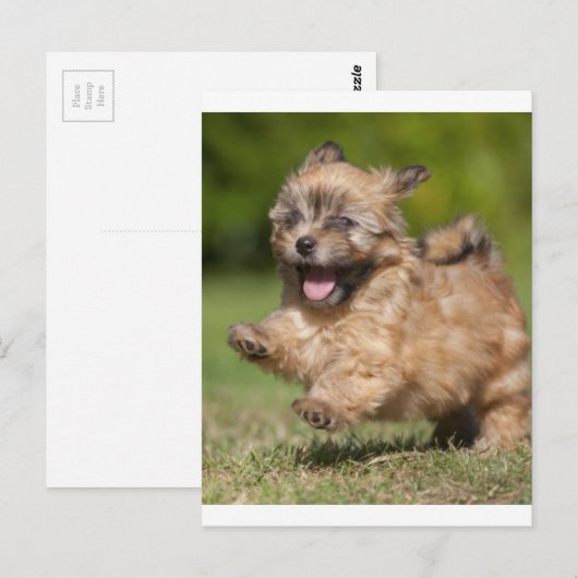 Havanese papavergalops over de gras briefkaart (Voorkant / Achterkant)