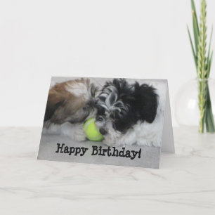Havanese Puppies Happy Birthday Kaart