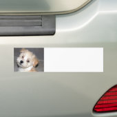 Havanese Puppy Bumpersticker (Op auto)