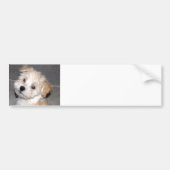 Havanese Puppy Bumpersticker (Voorkant)