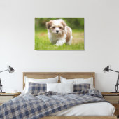 Havanese Puppy Canvas Afdruk (Insitu (Slaapkamer))