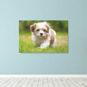 Havanese Puppy Canvas Afdruk (Insitu (Houten vloer))