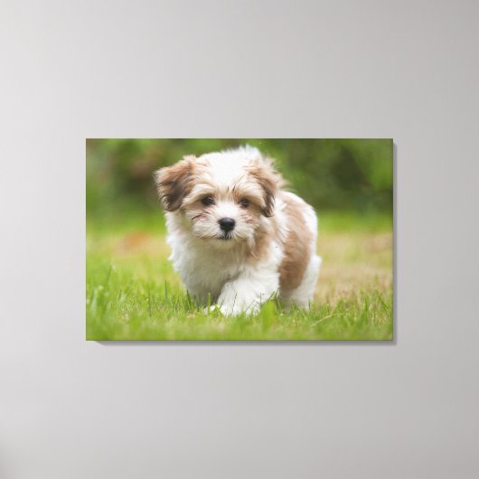 Havanese Puppy Canvas Afdruk (Voorkant)