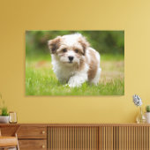 Havanese Puppy Canvas Afdruk (Insitu (Woonkamer))