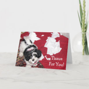 Havanese puppy - Get Well Kaart - Tissue voor jou!