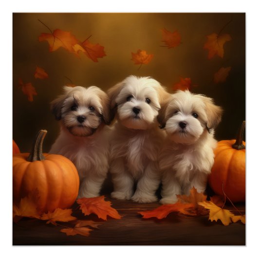Havanese Puppy Herfst Delight Pompoen Perfect Poster (Voorkant)