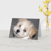 Havanese Puppy Kaart (Gele Bloem)