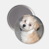 Havanese Puppy Magneet (Voorkant / Achterkant)