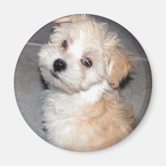 Havanese Puppy Magneet (Voorkant)